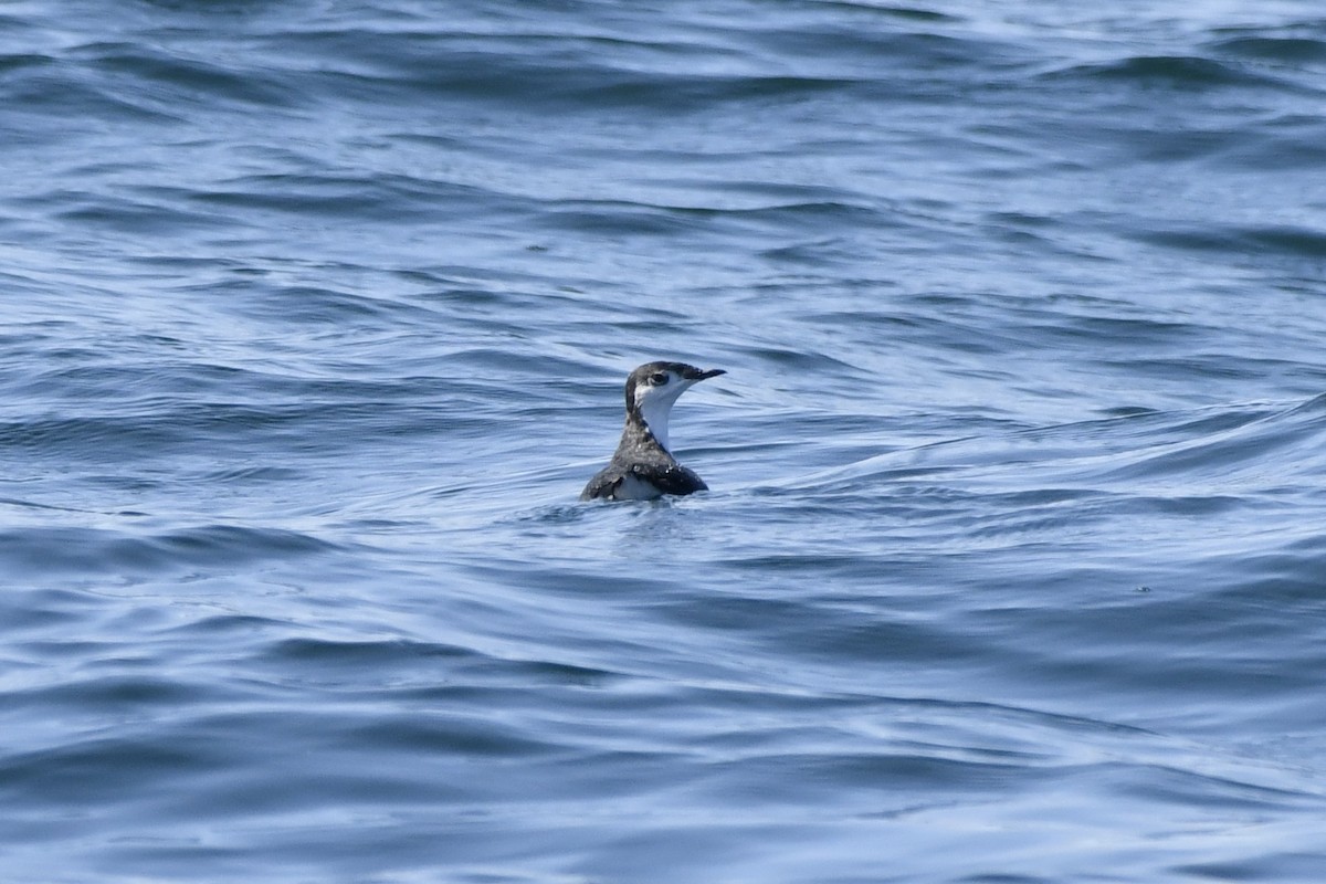Guadalupe Murrelet - ML641205178