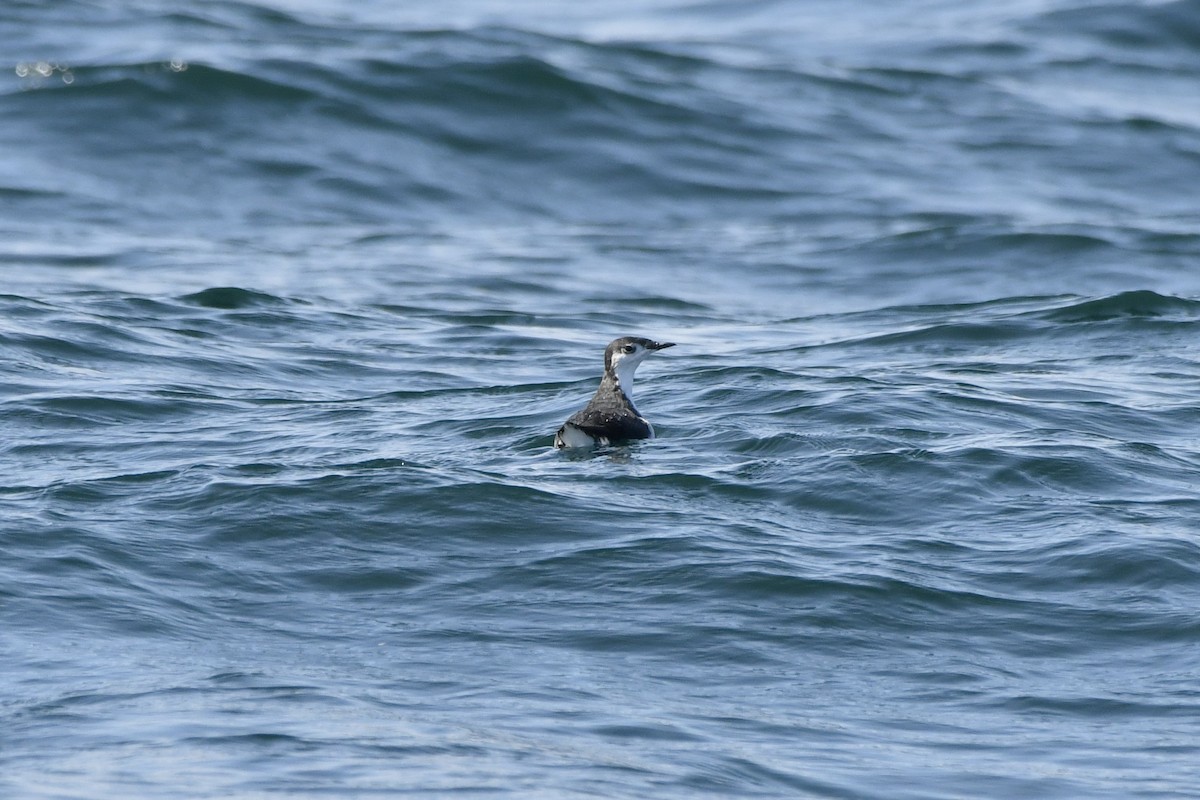 Guadalupe Murrelet - ML641205179