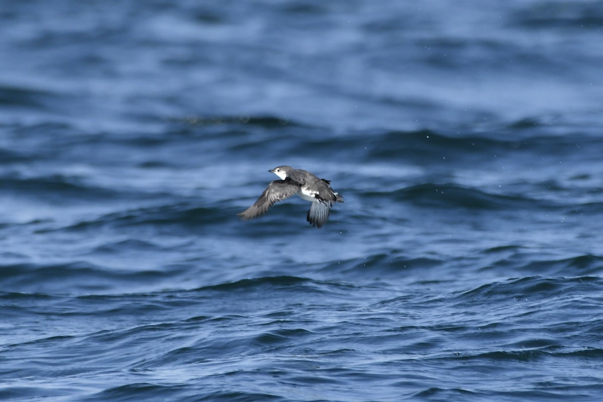 Guadalupe Murrelet - ML641205180