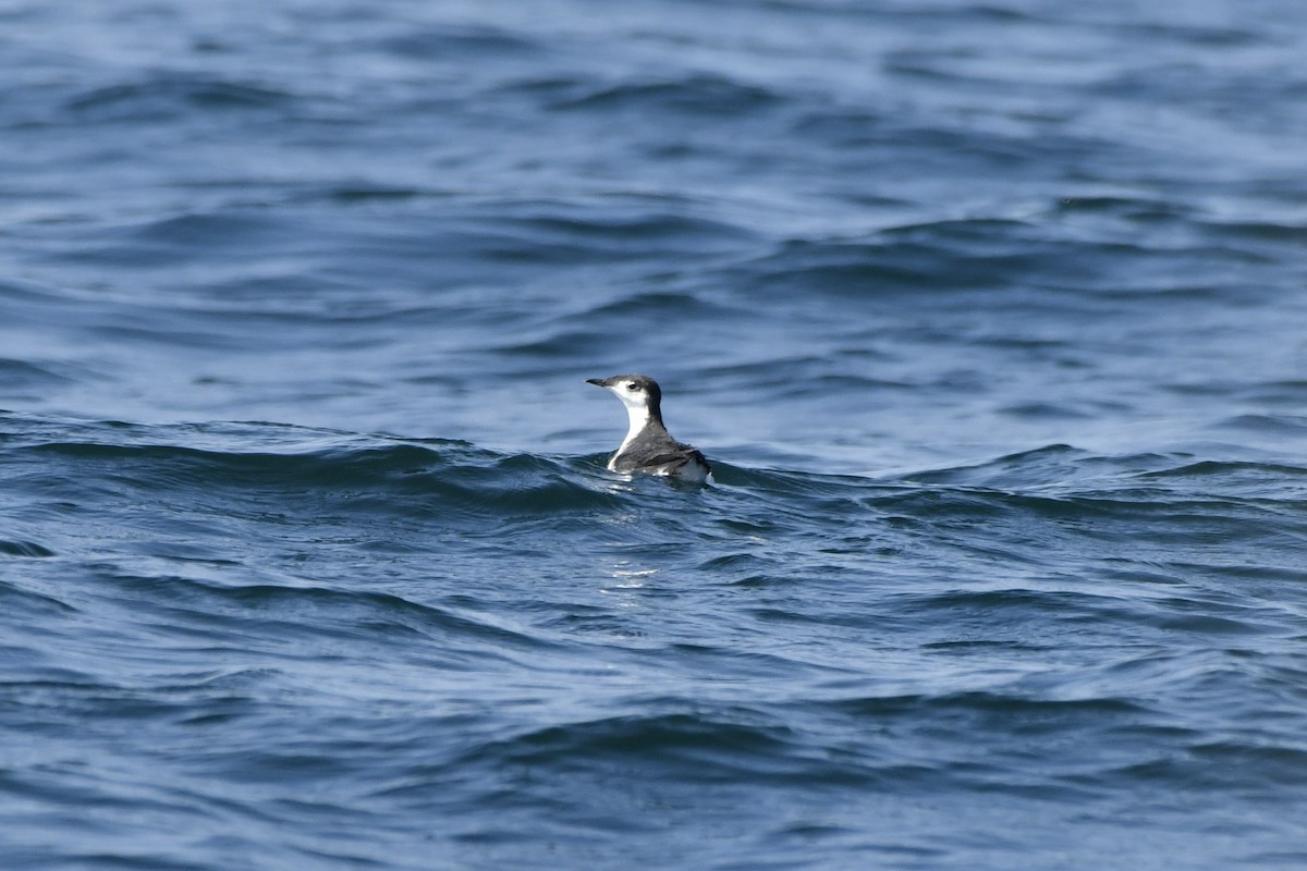 Guadalupe Murrelet - ML641205181