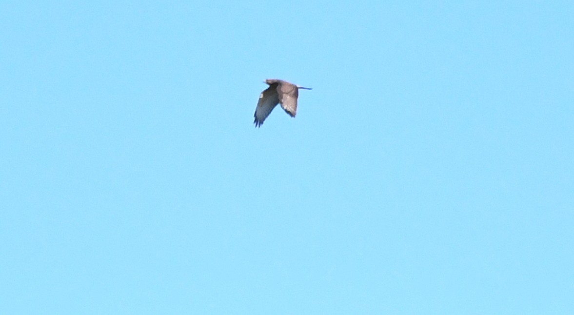 Broad-winged Hawk - ML641205182