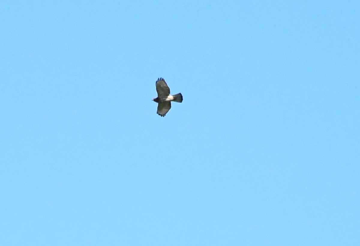 Broad-winged Hawk - ML641205183