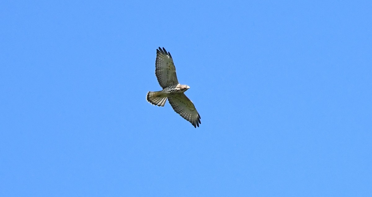 Broad-winged Hawk - ML641205184