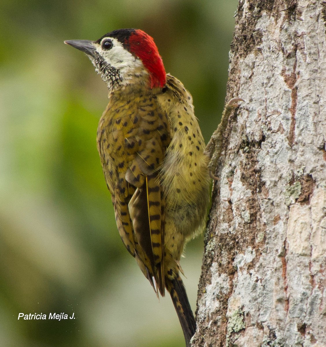 Spot-breasted Woodpecker - ML641205190