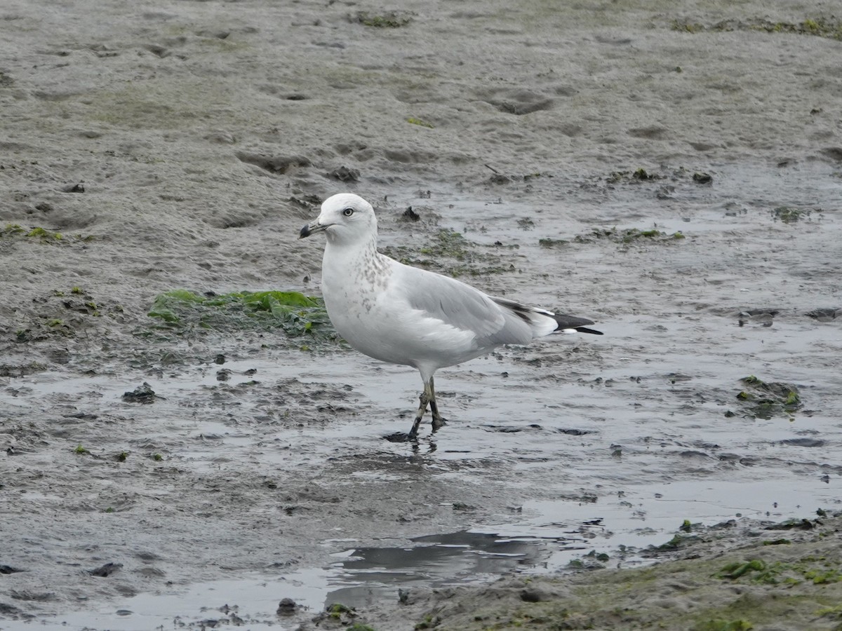 Ring-billed Gull - ML641205195