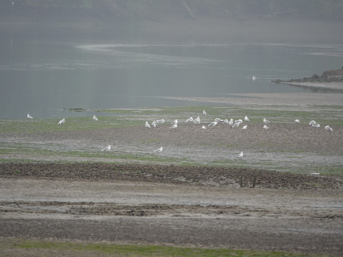 Ring-billed Gull - ML641205196