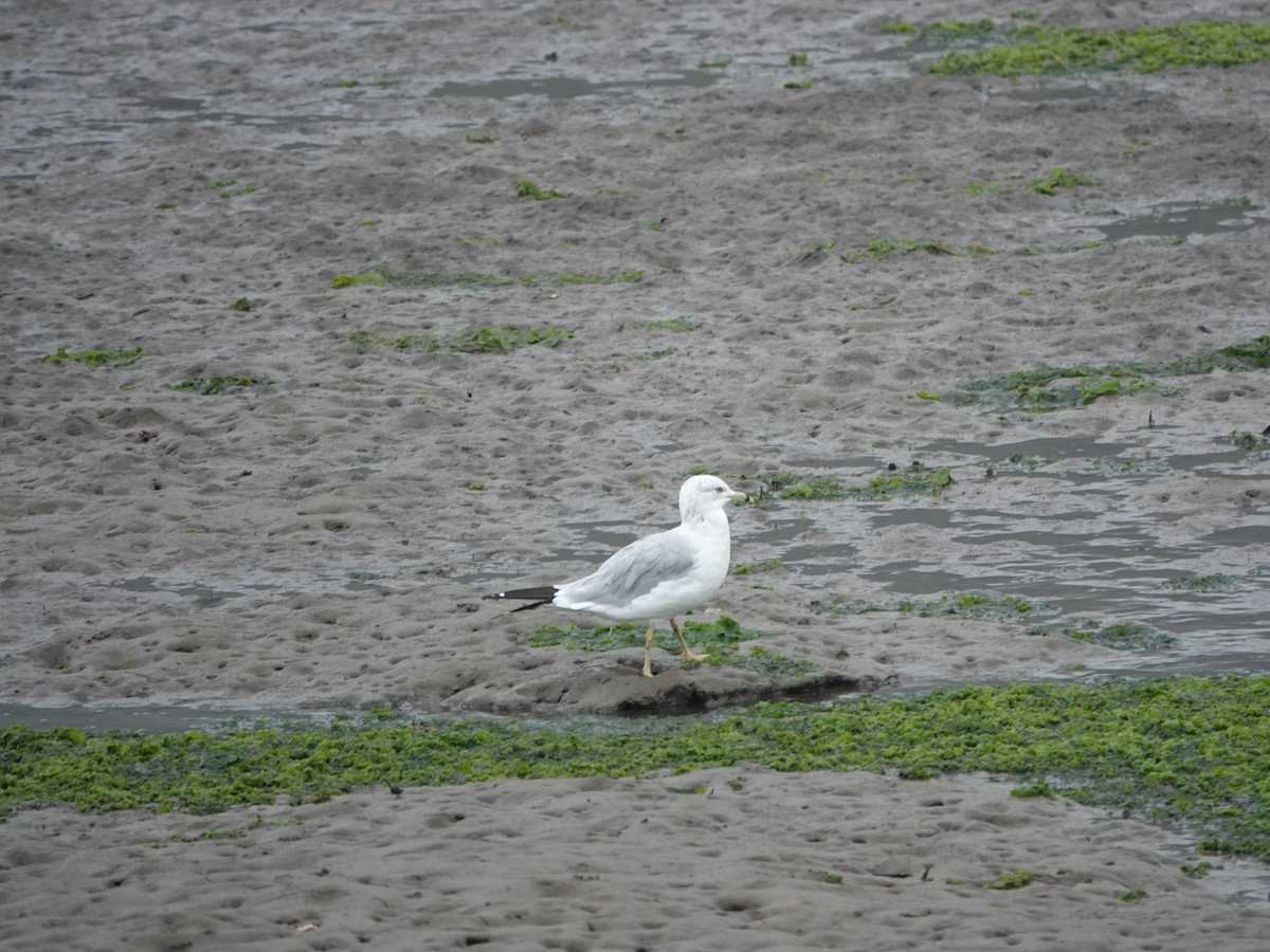 Ring-billed Gull - ML641205198