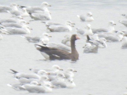 Greater White-fronted Goose - ML641205217