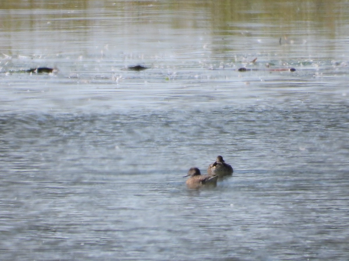Blue-winged/Cinnamon Teal - ML641205231