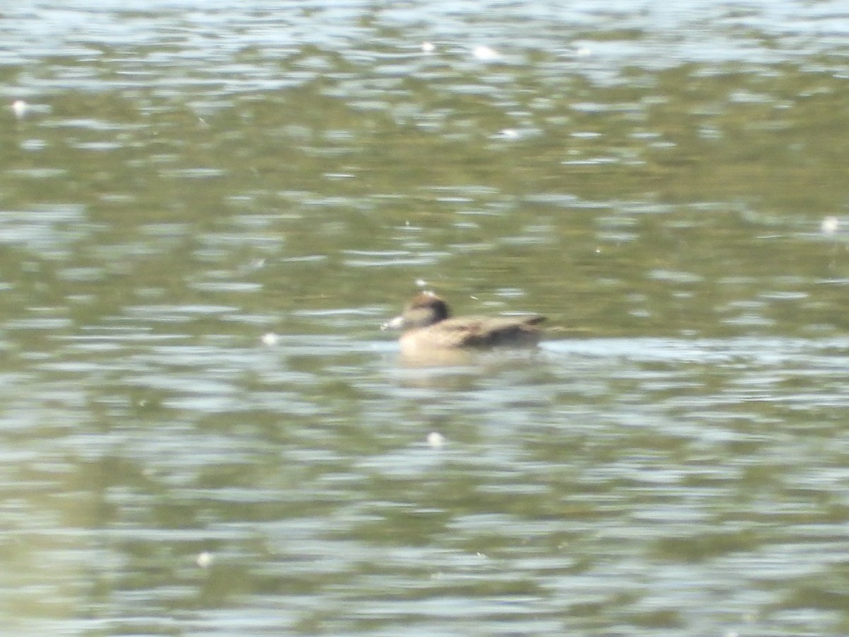 Blue-winged/Cinnamon Teal - ML641205232