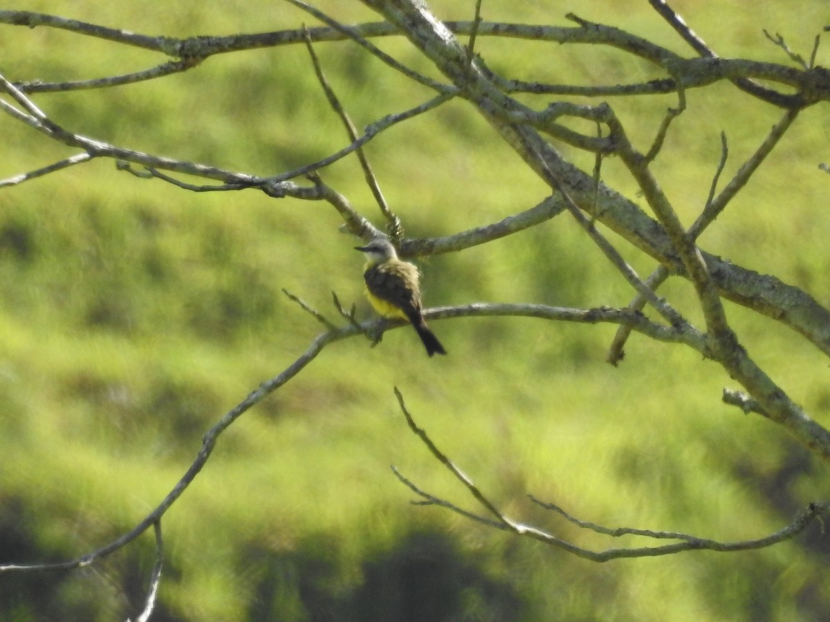 Tropical Kingbird - ML641205240