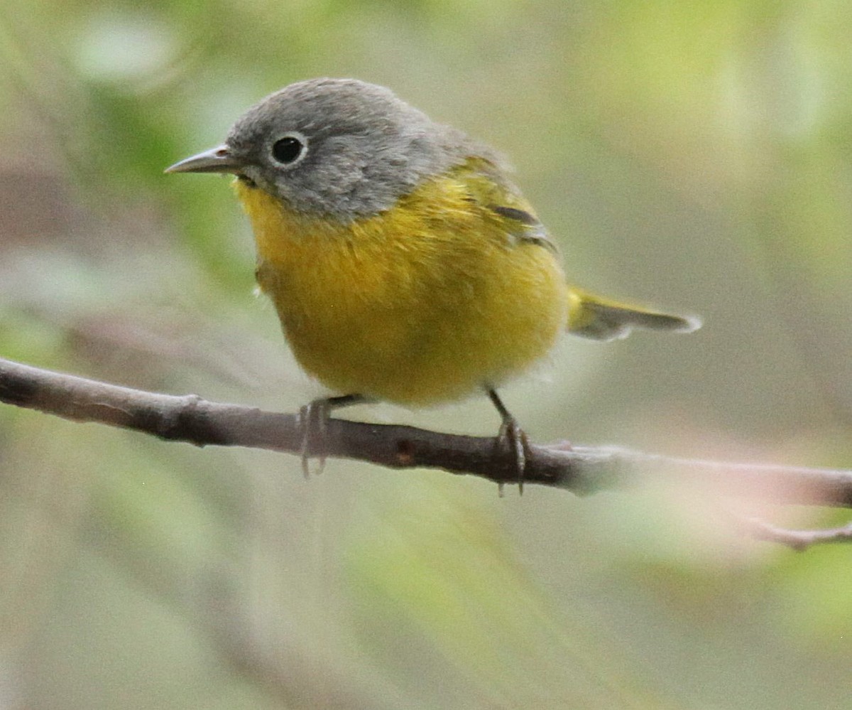 Nashville Warbler - ML641205271