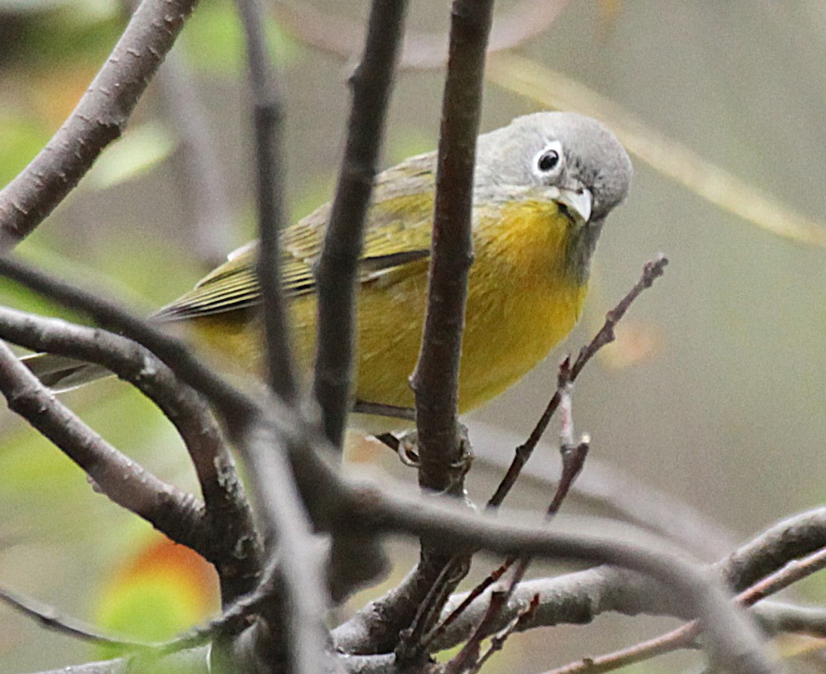Nashville Warbler - ML641205272