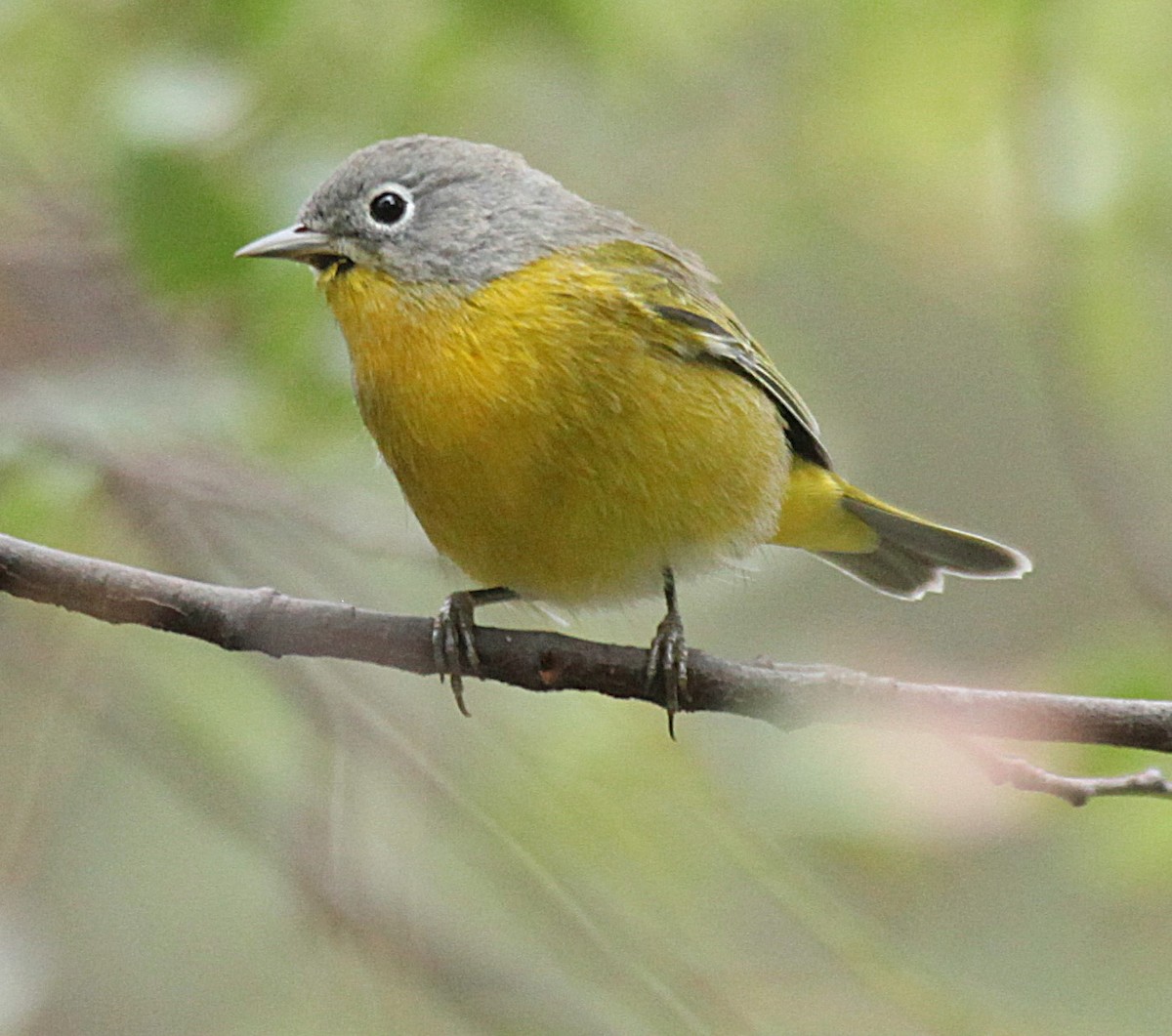 Nashville Warbler - ML641205273