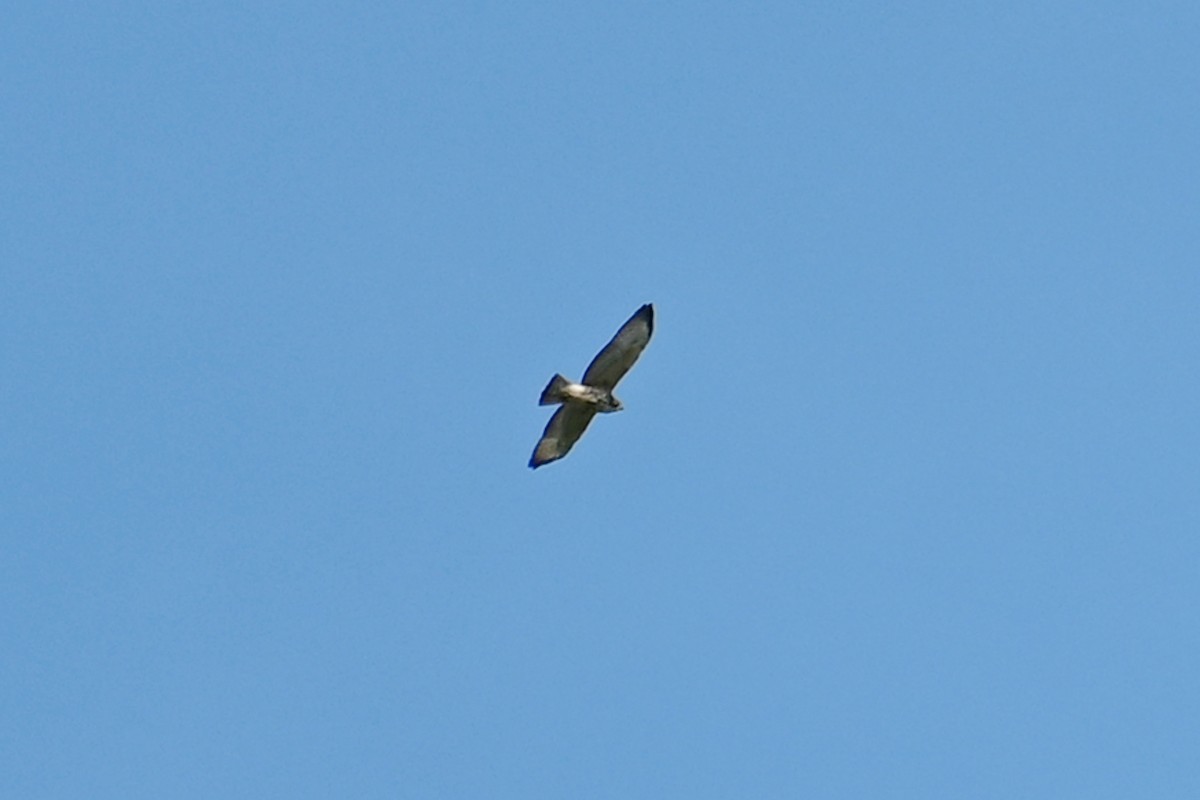 Broad-winged Hawk - ML641205275
