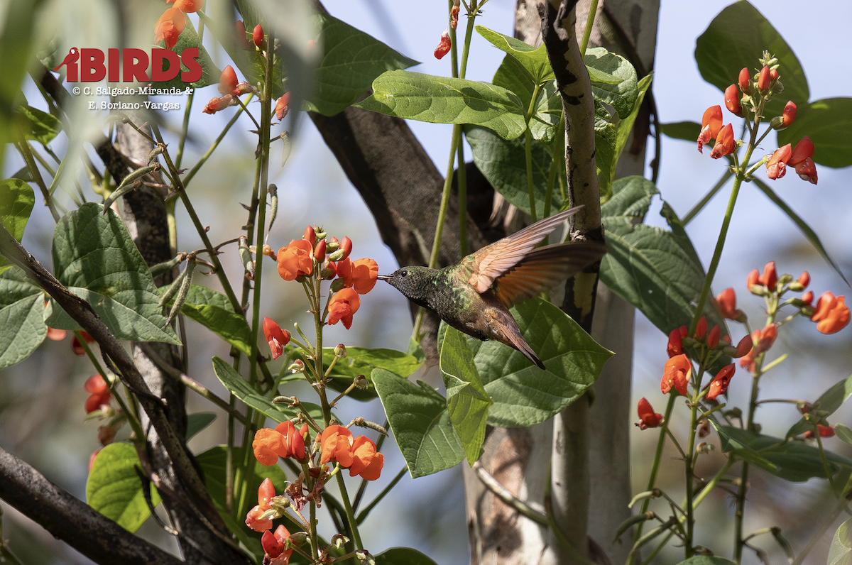 Berylline Hummingbird - ML641205276