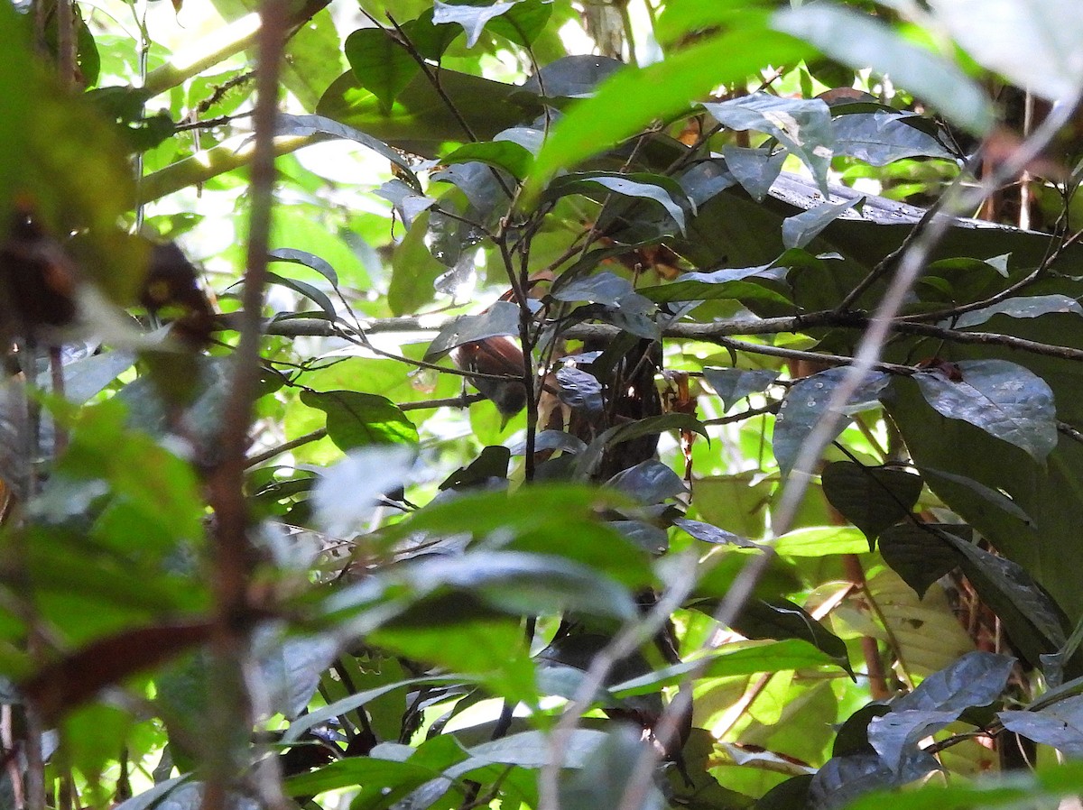 Rufous-backed Stipplethroat - ML641205277