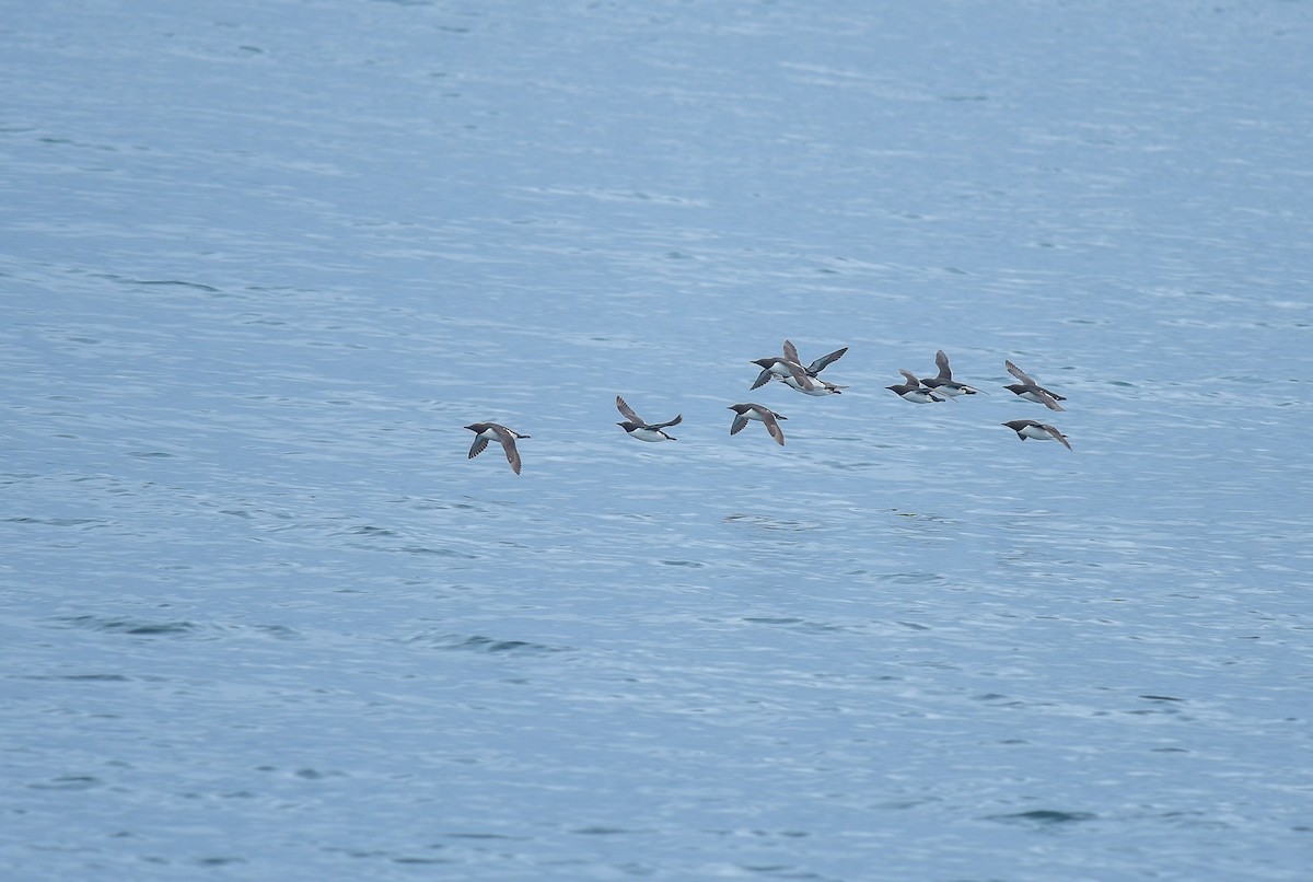 Common Murre - ML641205278