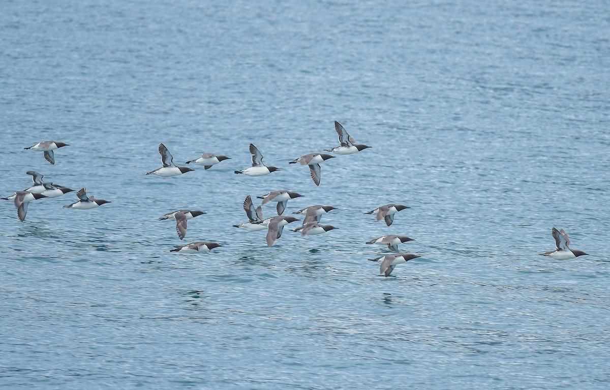 Common Murre - ML641205279