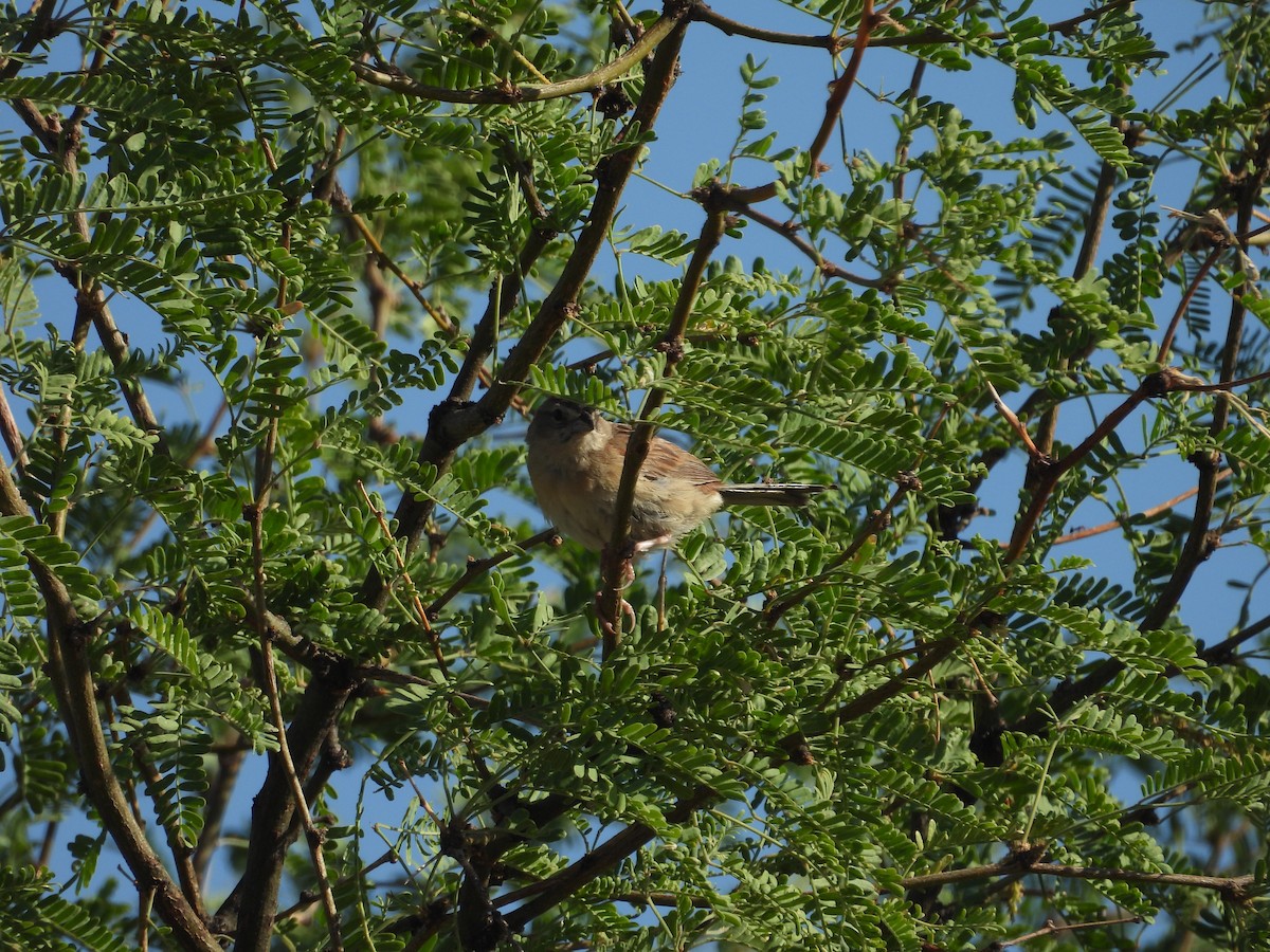 Botteri's Sparrow - ML641205282
