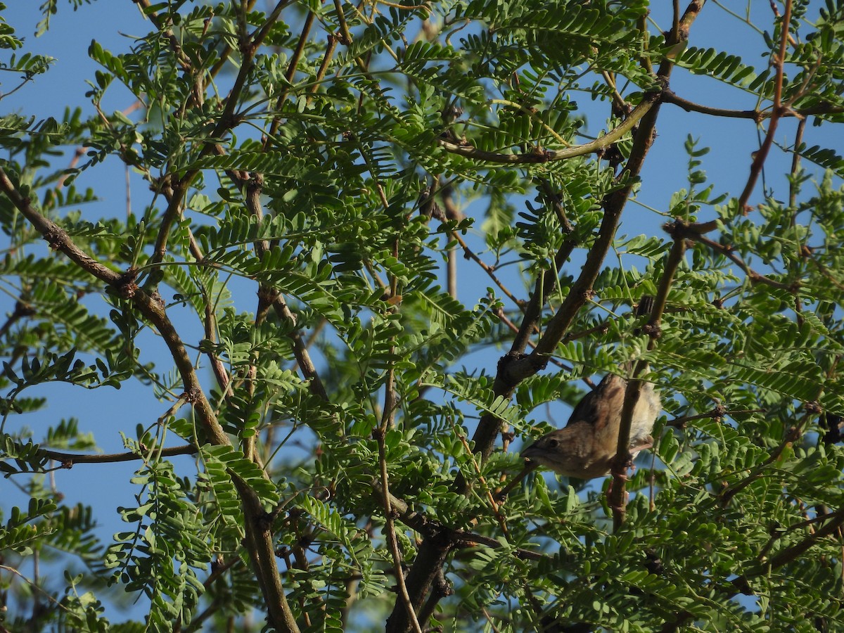 Botteri's Sparrow - ML641205283