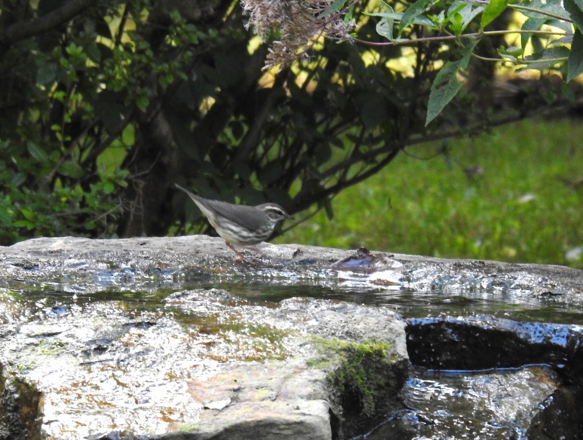 Northern Waterthrush - ML641205287