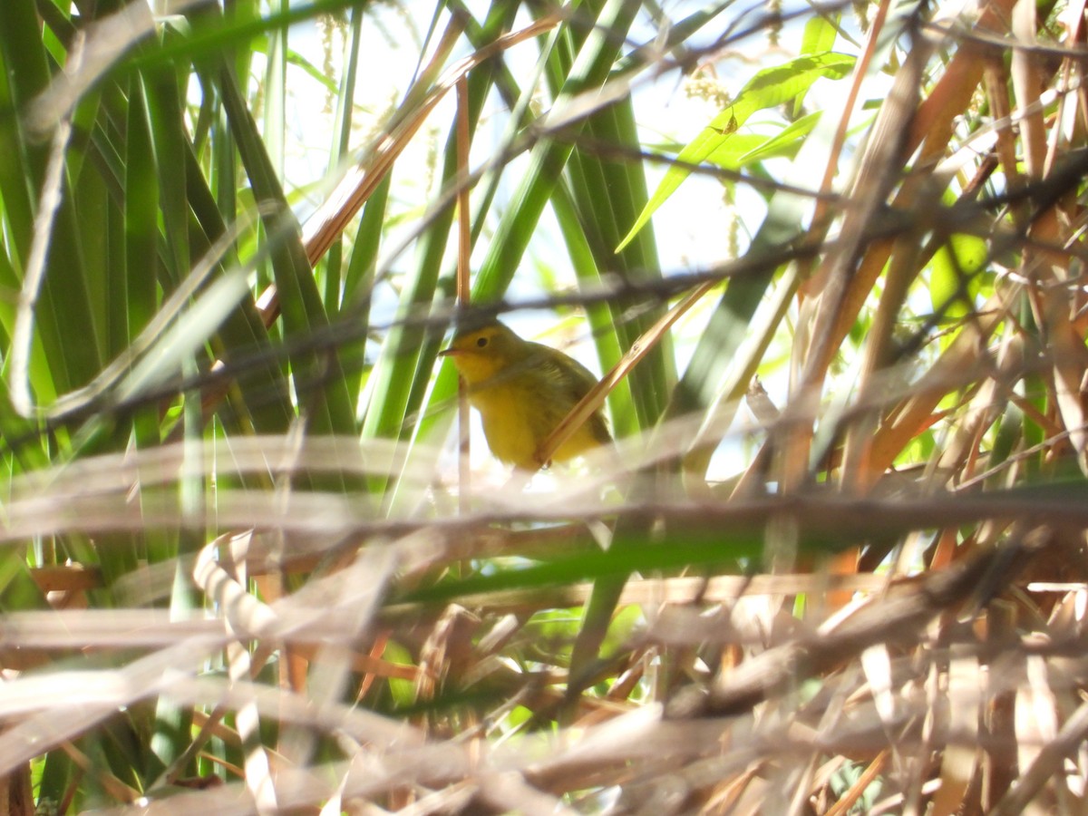 Wilson's Warbler - ML641205294