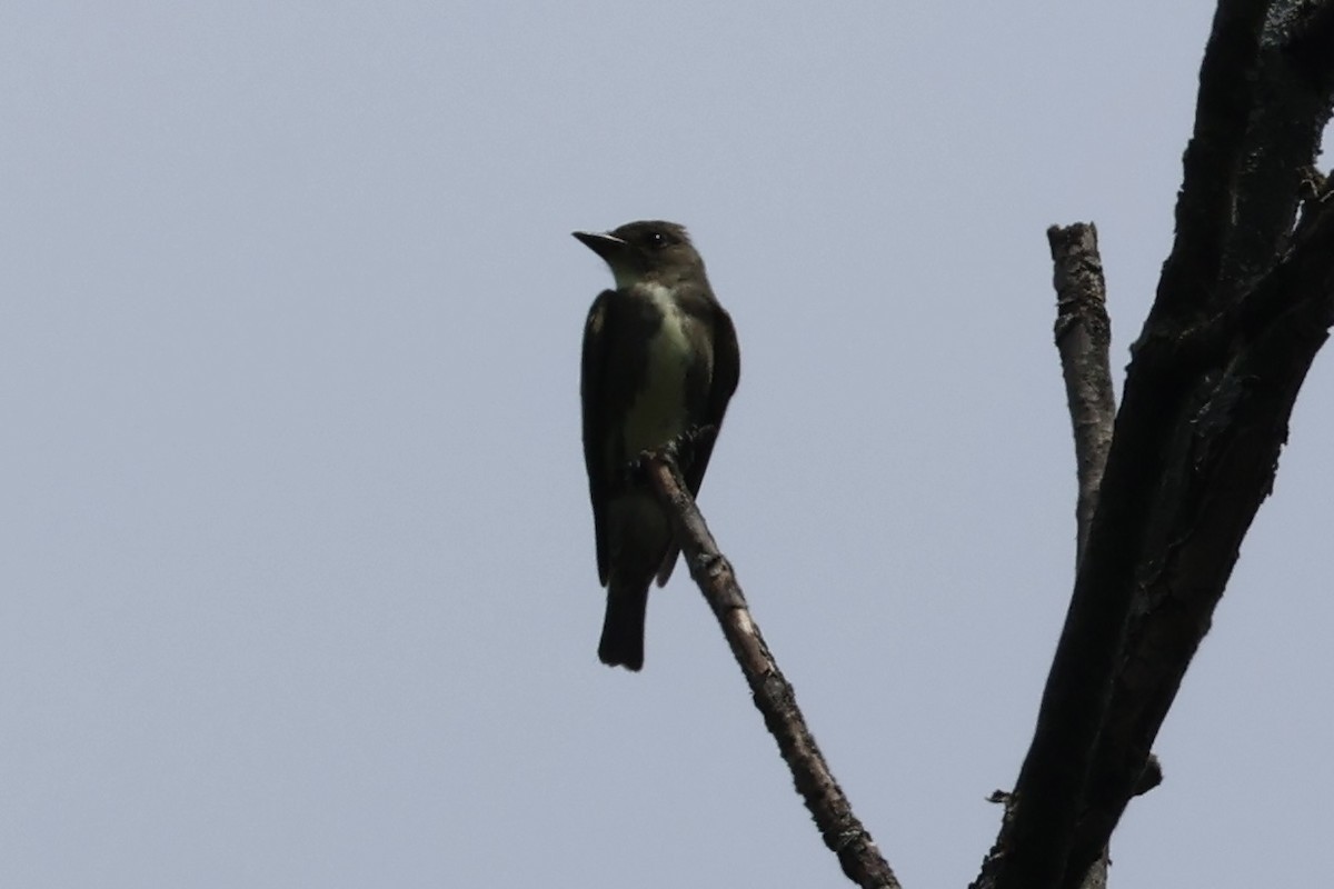 Olive-sided Flycatcher - ML641205295