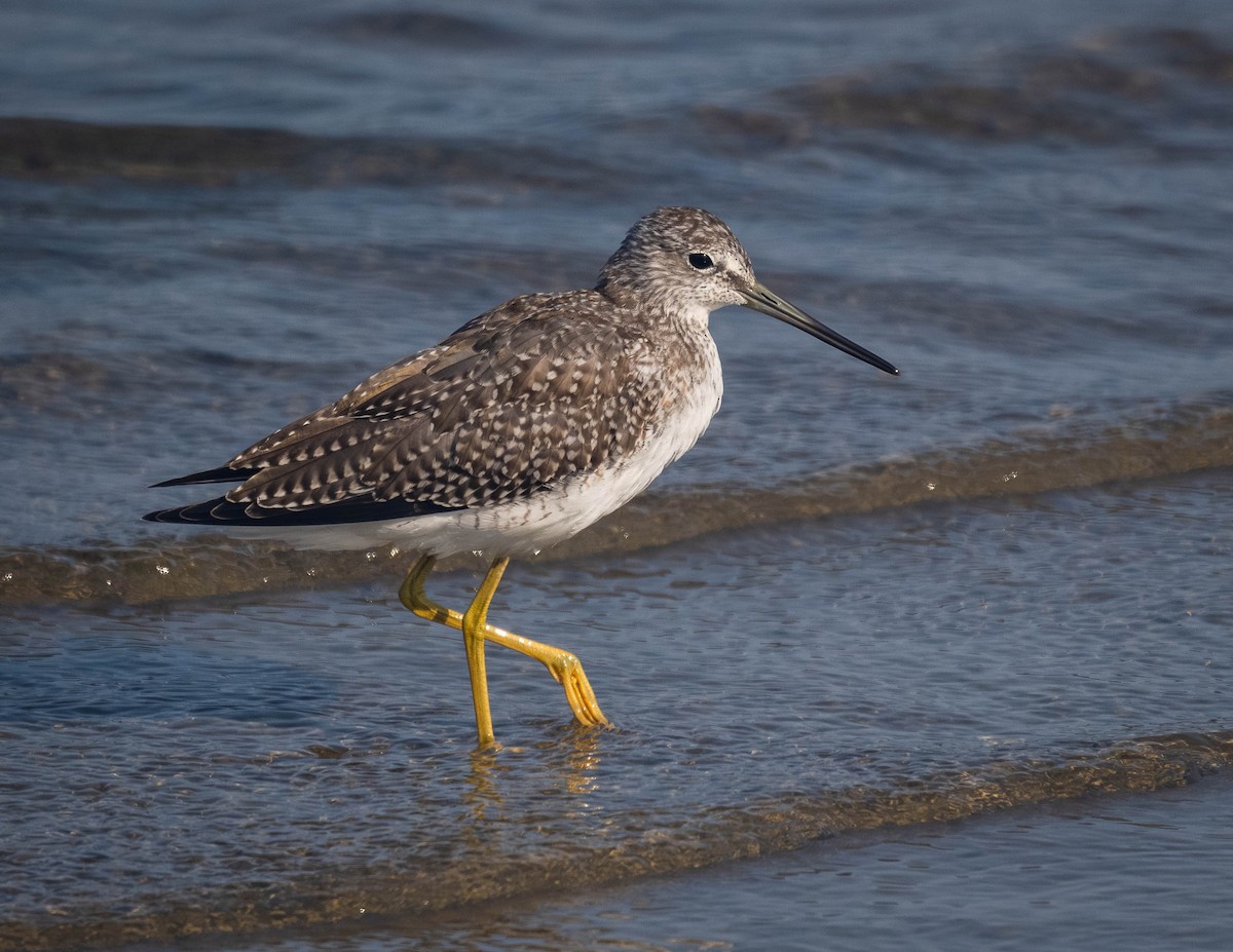 Greater Yellowlegs - ML641205296