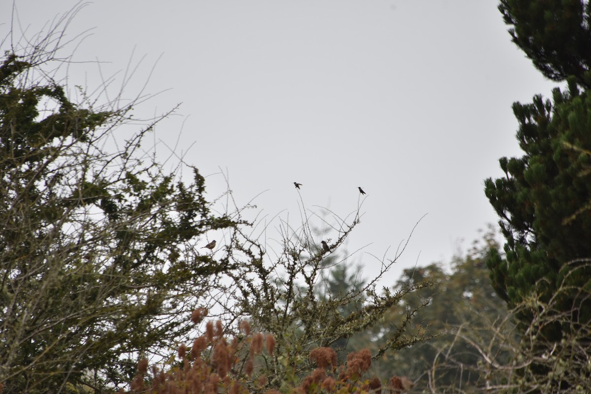 Anna's Hummingbird - ML641205298