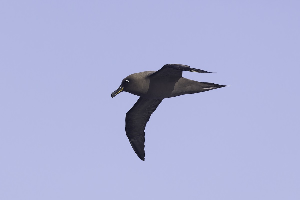 Sooty Albatross - ML641205299