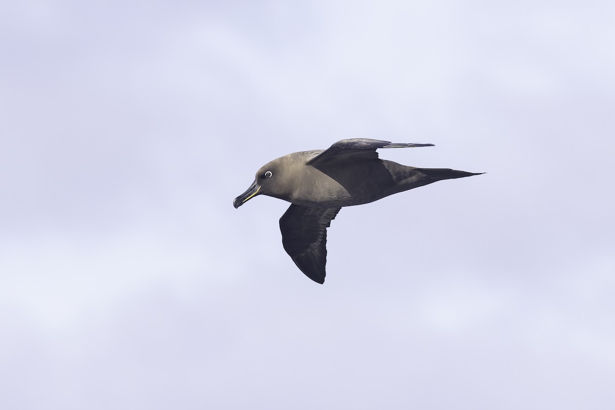 Sooty Albatross - ML641205300