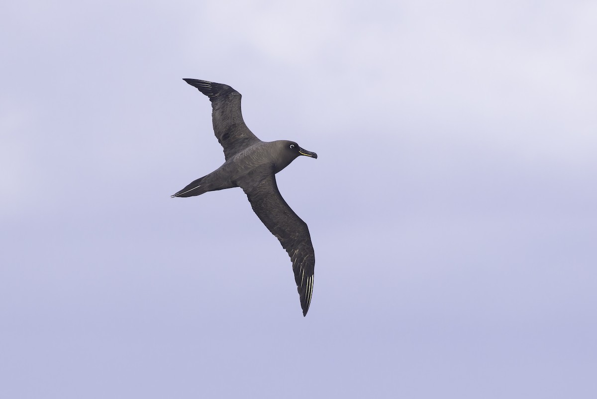 Sooty Albatross - ML641205301