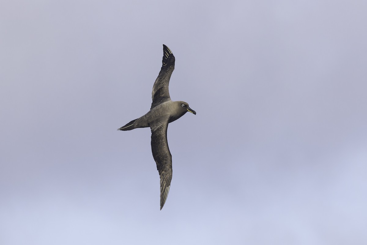 Sooty Albatross - ML641205302