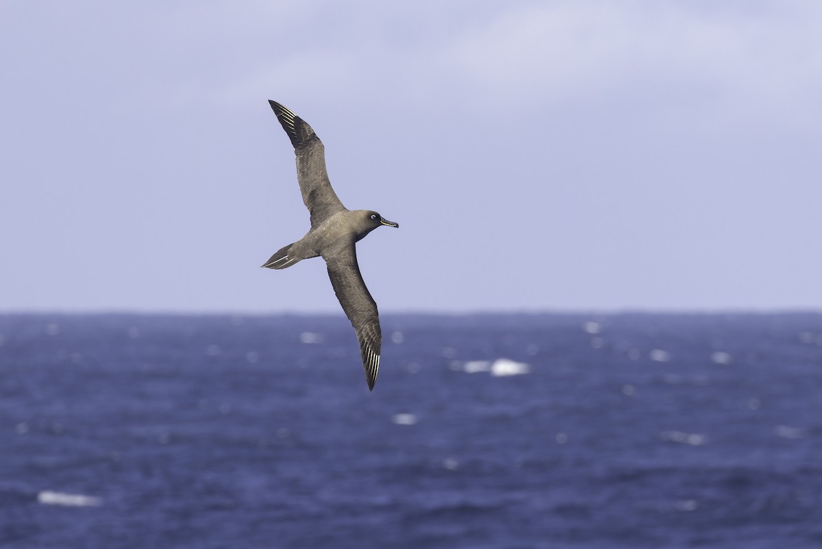 Sooty Albatross - ML641205303