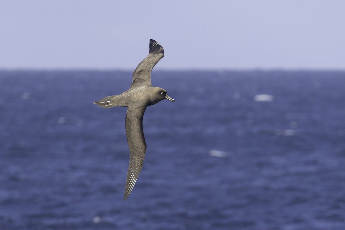 Sooty Albatross - ML641205304
