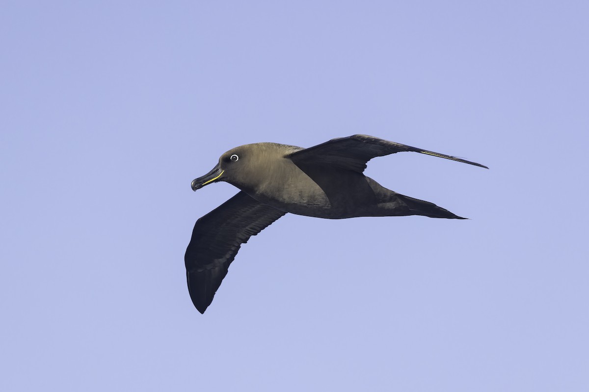 Sooty Albatross - ML641205305