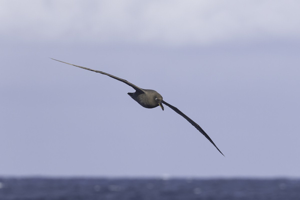 Sooty Albatross - ML641205306