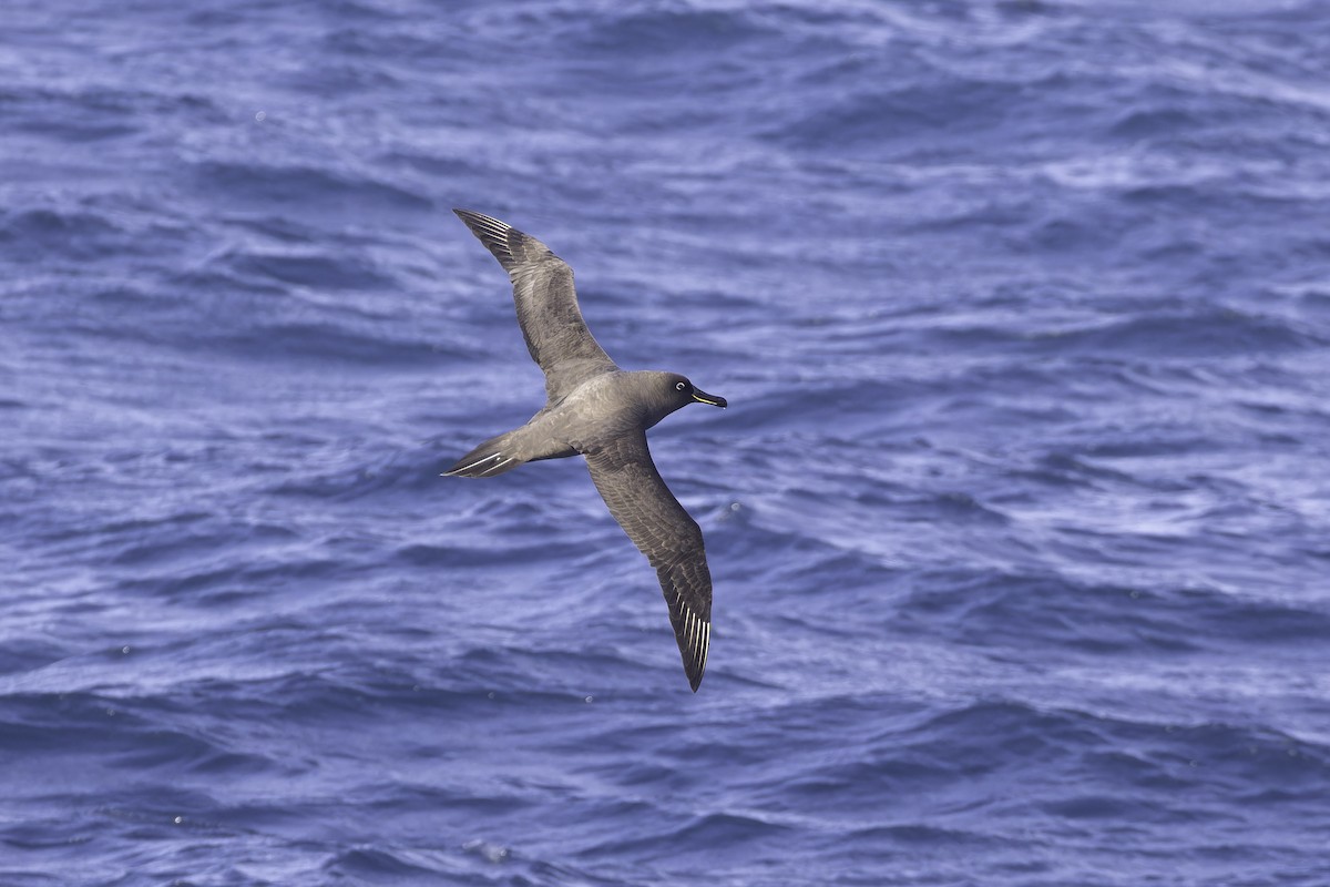 Sooty Albatross - ML641205307
