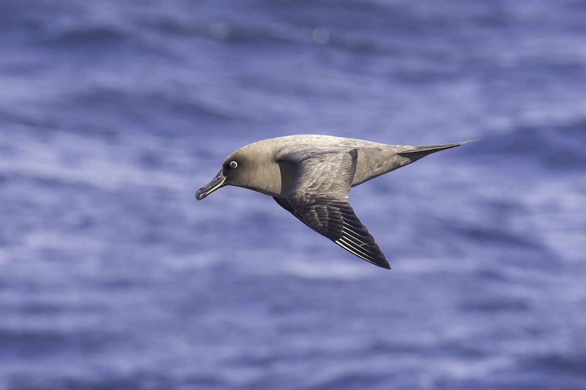 Sooty Albatross - ML641205308
