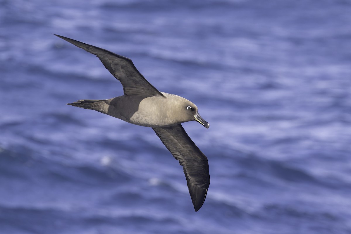 Sooty Albatross - ML641205309