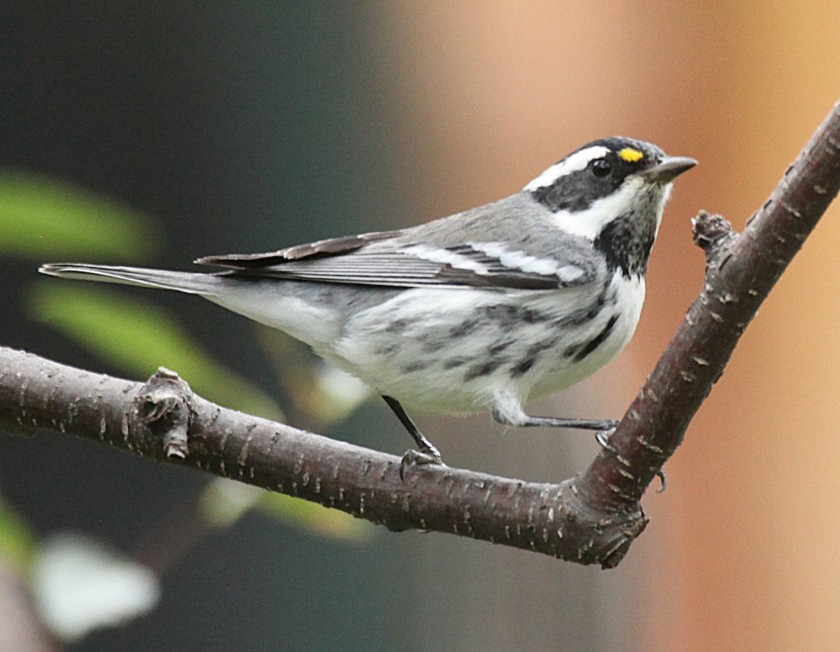 Black-throated Gray Warbler - ML641205311