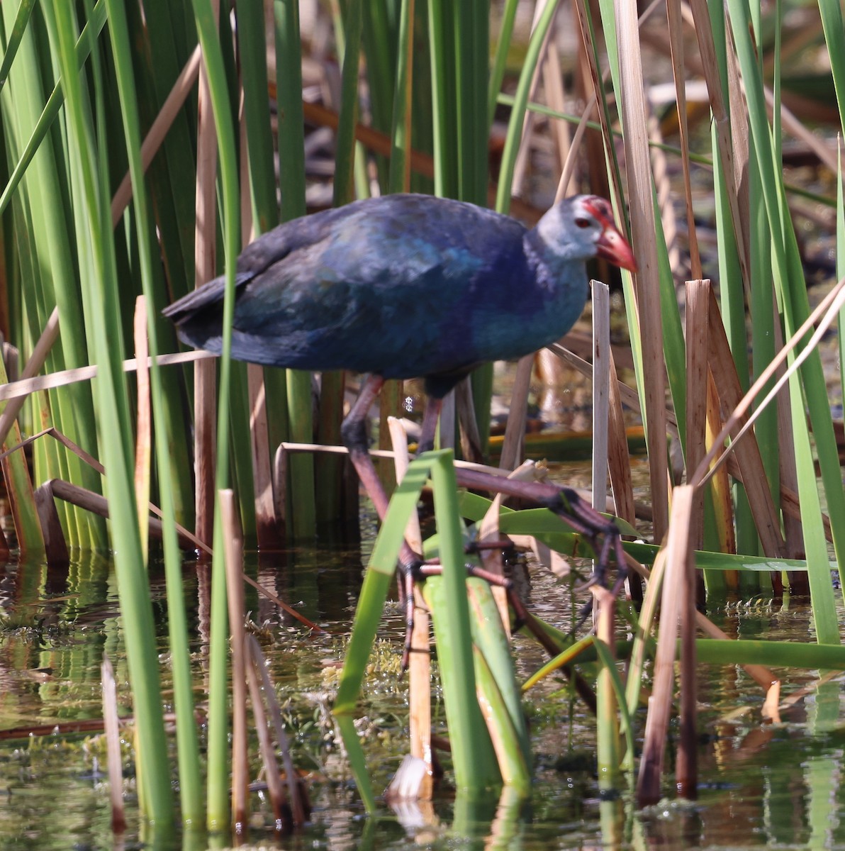 Gray-headed Swamphen - ML641205312