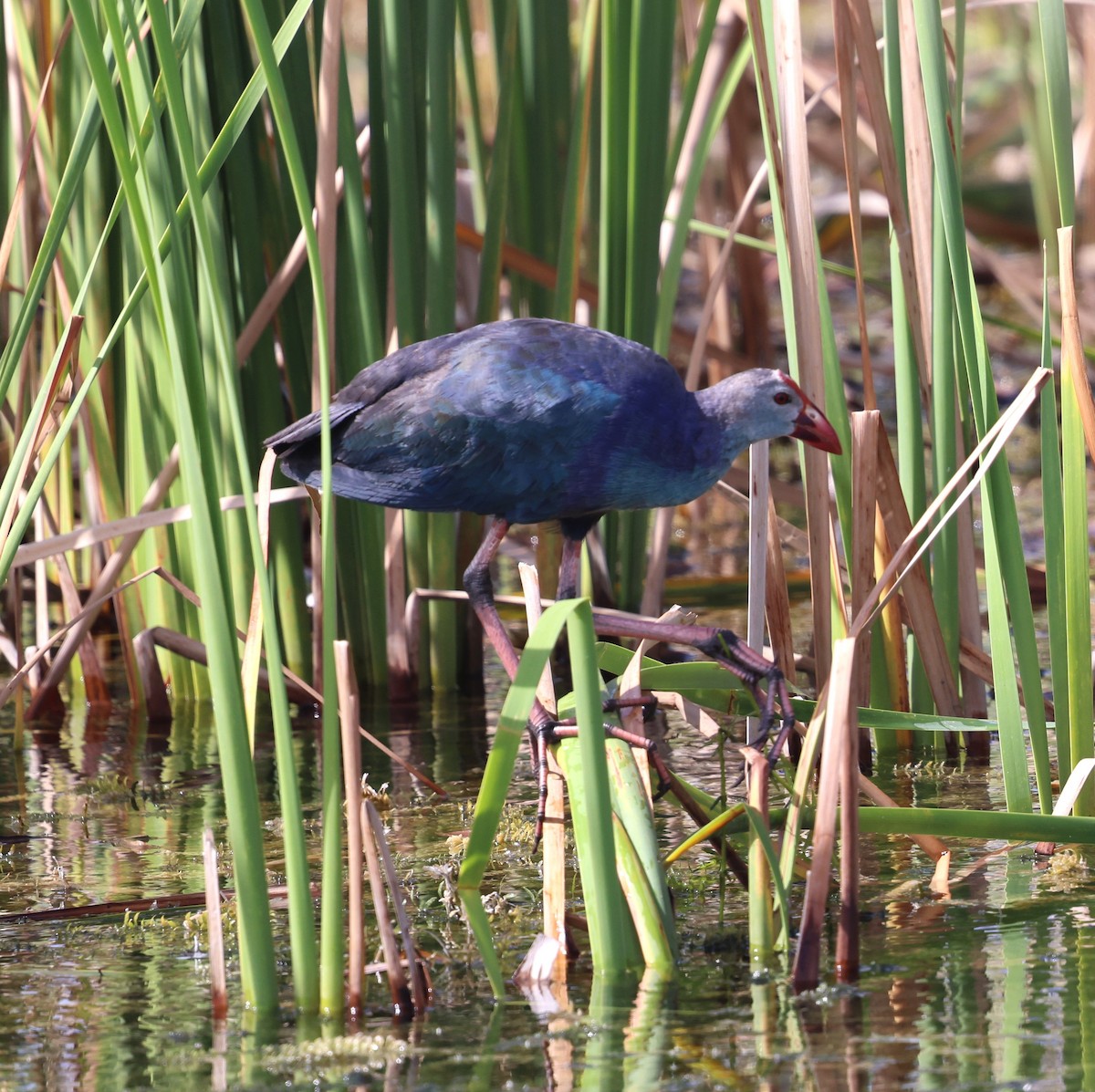Gray-headed Swamphen - ML641205313