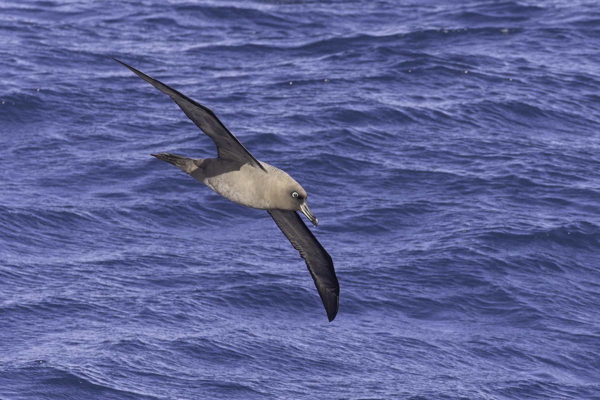 Sooty Albatross - ML641205314
