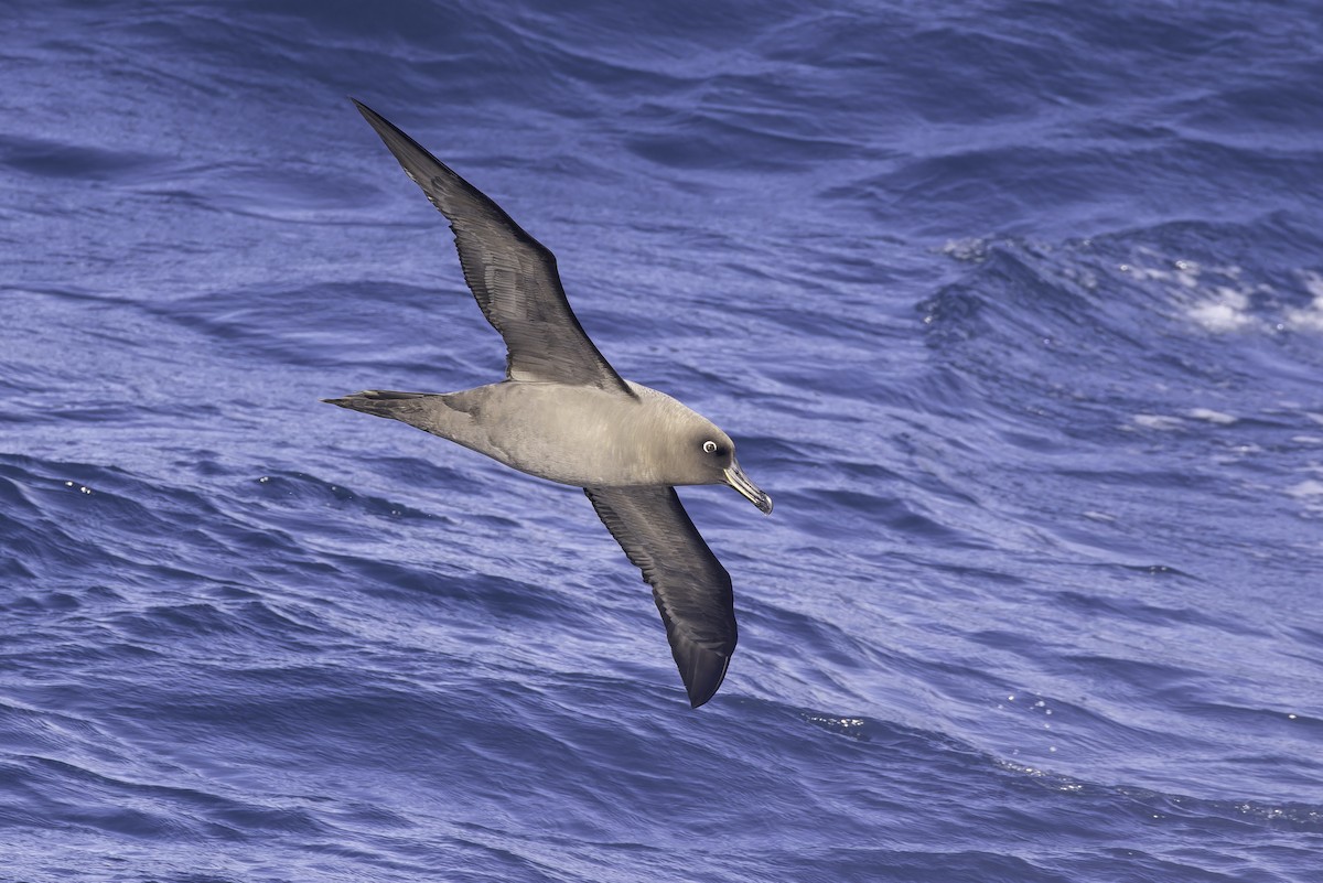 Sooty Albatross - ML641205315