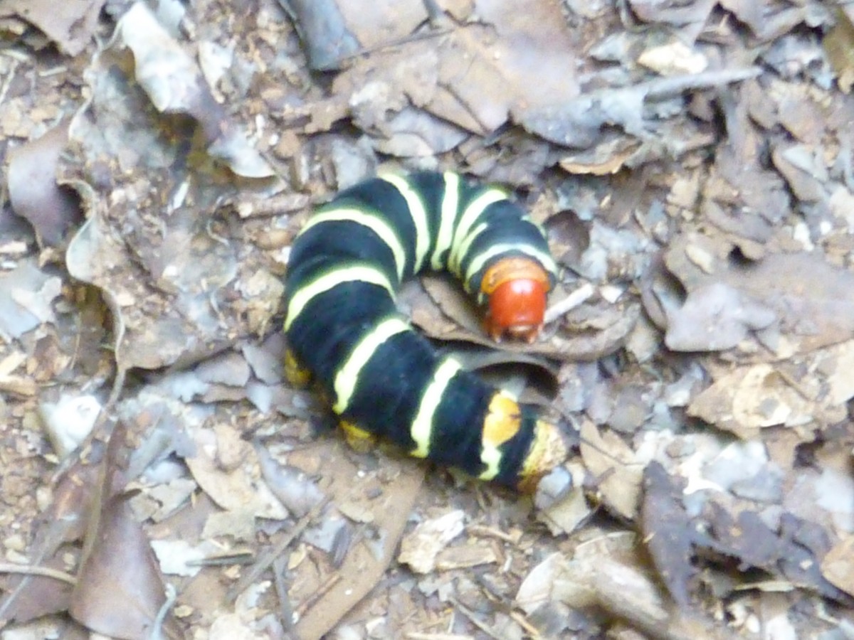 Animals - ML641205323