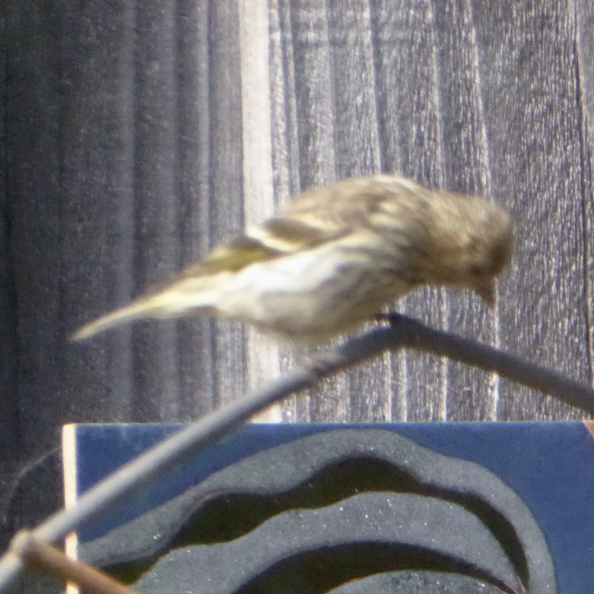 Pine Siskin - ML641205334