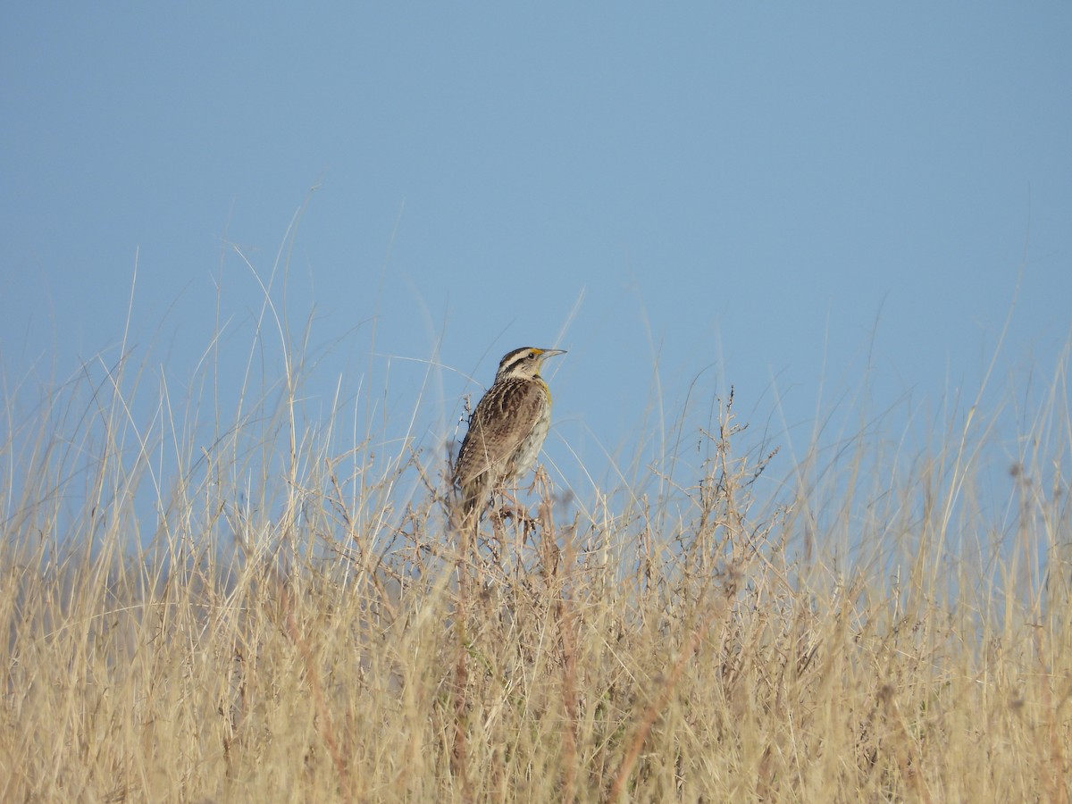 Chihuahuan Meadowlark - ML641205384