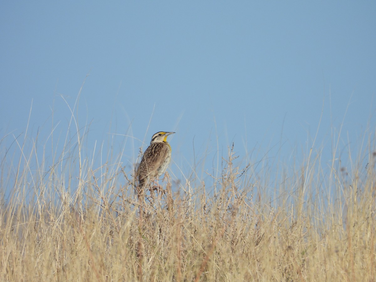 Chihuahuan Meadowlark - ML641205385